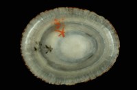 龜甲笠螺藏品圖，第4張